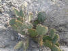 Opuntia phaecantha clump thumb