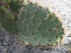 Opuntia phaecantha pad thumb