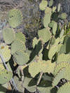 Opuntia rufida clump thumb