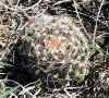 Coryphantha vivipara thumb