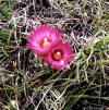 Coryphantha vivipara flowers thumb