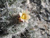 unknown cactus thumb 3