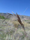 Carex pringlei inflorescence thumb