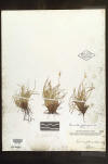 Carex planostachys herbarium sheet thumb