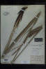 Carex pringlei herbarium sheet thumb