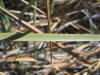 Cladium jamaicense leaf thumb