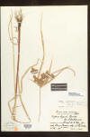 Cyperus odoratus herbarium thumb