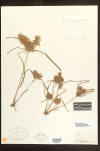 Cyperus odoratus herbarium sheet thumb