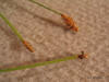 Eleocharis rostellata inflorescence thumb