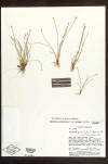 Eleocharis caribaea herbarium sheet thumb