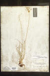 Fimbristylis thermalis herbarium sheet thumb