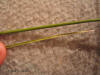 Scirpus maritimus shoot and leaf thumb