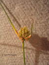 Scirpus maritimus inflorescence thumb