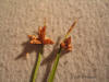 Scirpus olneyi inflorescence thumb