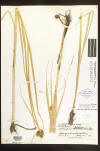 Scirpus maritimus herbarium sheet thumb