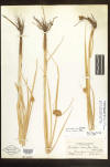 Scirpus maritimus herbarium sheet thumb