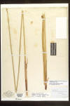 Scirpus olneyi herbarium sheet thumb