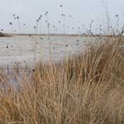 Link to more information on sedges and rushes