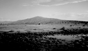 Picture of horses at Poza Becerra