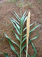 05Arundo_Sta_Tecla_veg_flor.JPG