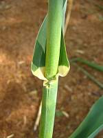 07Arundo_Sta_Tecla_stem_leaf1.jpg