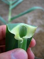 09Arundo_Sta_Tecla_leaf_base.JPG