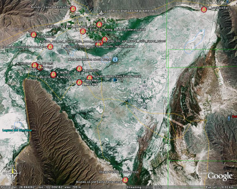 Google Earth view of Arundo localities