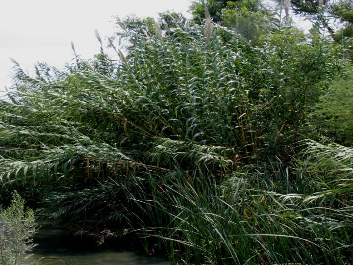Arundo along the lower reaches of the Saca Salda canal in summer 2005
