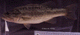 Micropterus salmoides thumbnail