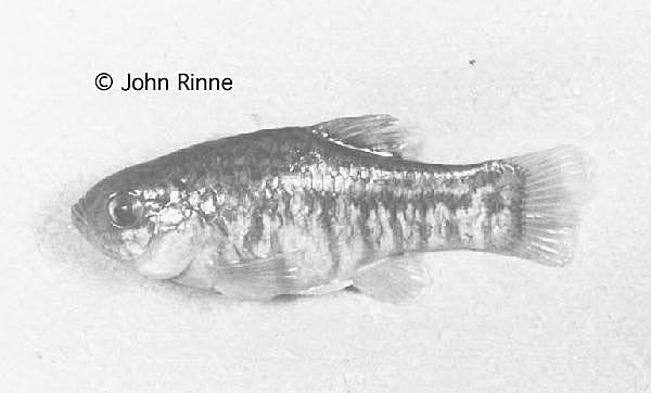 monkey spring pupfish