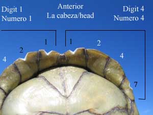 Terrapene coahuila scute-notching example anterior