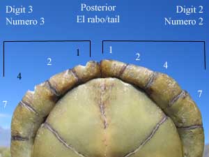 Terrapene coahuila scute-notching example posterior