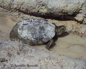 Terrapene coahuila photo